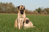 KANGAL 122